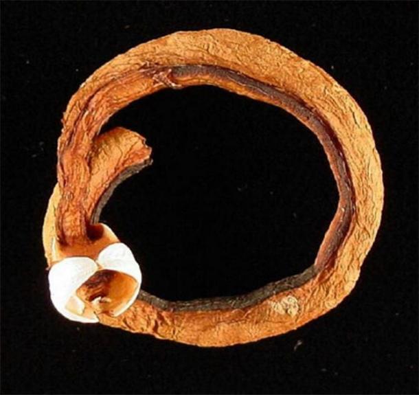 This dried specimen of Teredo navalis was extracted from the wood and the calcareous tunnel that originally surrounded it and curled into a circle during preservation. The two valves of the shell are the white structures at the anterior end; they are used to dig the tunnel in the wood. (Public Domain)