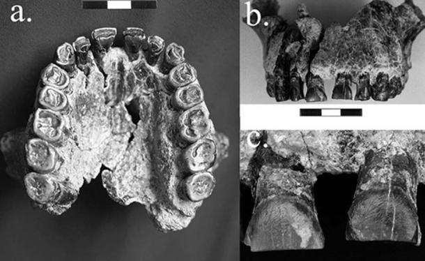 Study finds striations on teeth of a Homo habilis fossil 1.8 million years old moved from left to right, indicating the earliest evidence in the fossil record for right-handedness. 