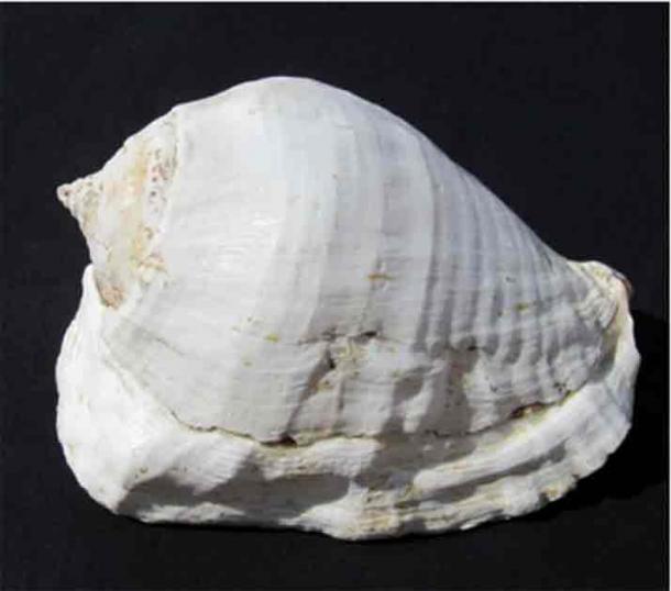Strombus galeatus conch shell from the Sea of Cortez. (Richard Loose/Antiquity Publications Ltd)