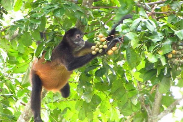The study of spider monkeys by CSUN anthropology professor Christina J. Campbell and graduate student Victoria Weaver sheds light on the theory that the human inclination to drink alcohol may have its roots in our ancient ancestors’ affinity to consume fruit so ripe that it had fermented enough to create ethanol (Victoria Weaver/CSUN)