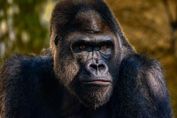 The study argues that primates developed their vision in response venomous snakes, as a response-survival mechanism to snake venom. (jwjarrett / Adobe Stock)
