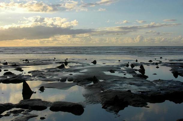 The submerged prehistoric forest at Borth Beach, Wales.