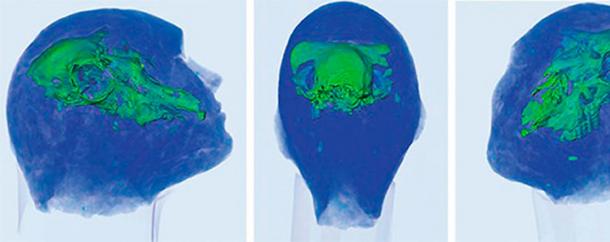 ‘It was suggested that there was a human skull inside. It was of course quite surprising to see instead a sheep’s skull.’ (Image: Evgeny Babichev, Instutute of Nuclear Physics, SB RAS)