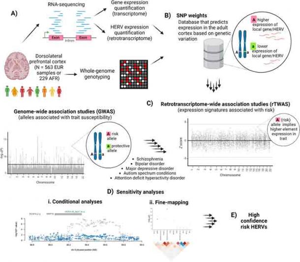 A summary of the retrotranscriptome-wide association study (rTWAS) approach. Created with Biorender.com. (Duarte, R et al./Nature)