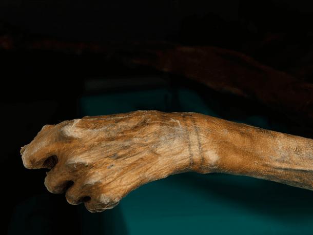 Se pueden ver dos bandas tatuadas alrededor de la muñeca de Ötzi el hombre de hielo. (Museo de Arqueología de Tirol del Sur)