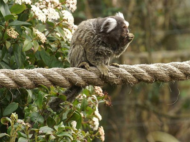 The teeth belonged to an ancient simian of about the same size as a marmoset. (Mike Pennington / CC BY SA 2.0)
