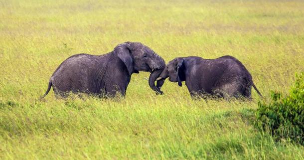The term Green Sahara, which would have looked just like this, refers to the Sahara region approximately 10,000 years ago, when it was a lush landscape filled with green plants and a plethora of animal species. (Kushnirov Avraham / Adobe Stock)