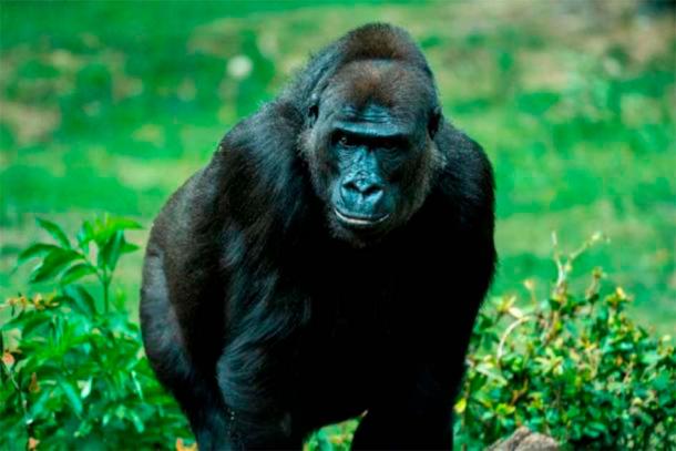 The term gorilla comes from Carthaginian explorer Hanno the Navigator, who was exploring the African coast. He described coming across a tribe of “gorillae”, monstrous and violent humans. It is likely he actually encountered chimps or baboons. (Mira Miejer / CC BY SA 4.0 )