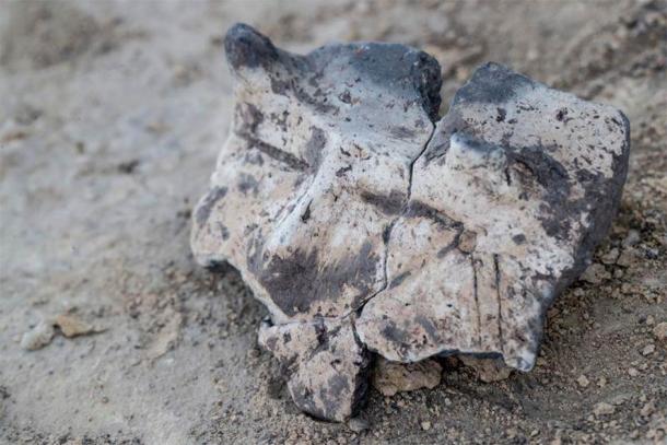 This photo clearly shows the eyes, nose and two bumps over the eyes that are presumed to be horns. (Lukasz Gagulski / Science in Poland)
