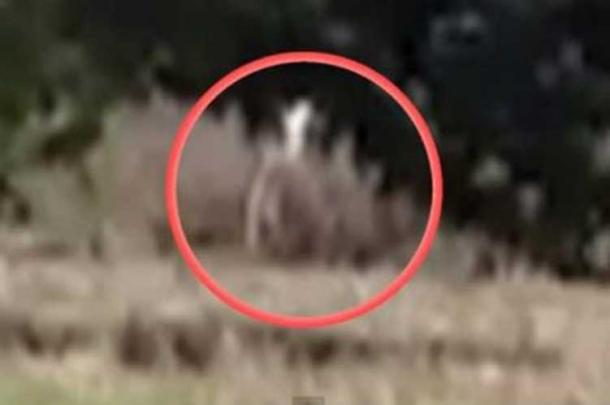What is said to be the figure of a wendigo, captured on video by a group of teens. (