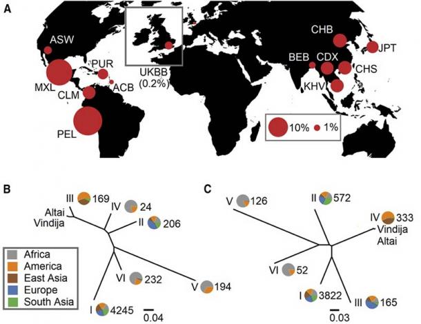 The study examined the genomes of over 2,500 present-day humans to look for the three mutations. (Zeberg et. al / Current Biology)