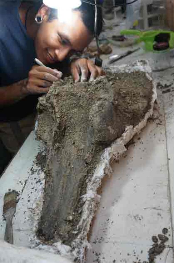 The paleontologist Aldo Benites-Palomino (Paleontological Institute of the University of Zurich) cleaning of the giant Pebanista yacuruna dolphin species skull. (University of Zurich)