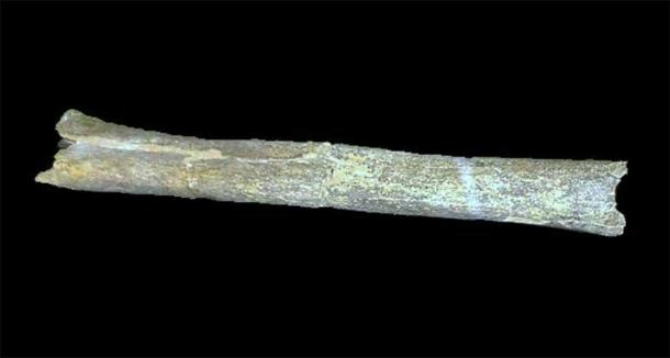 Part of the tibia of an early human believed to be Homo heidelbergensis discovered at the Boxgrove archaeological site in West Sussex. (Ethan Doyle White / CC BY-SA 3.0)