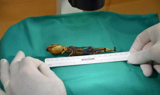 The tiny skeleton of Ata.