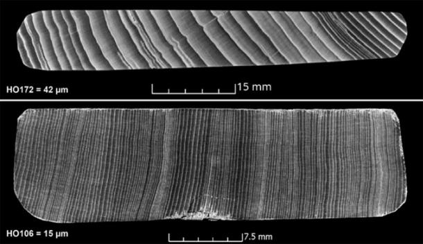 Comparison of two X-ray computed tomography images from softwood mummy labels. (International Journal of Wood Culture / CC BY 4.0)