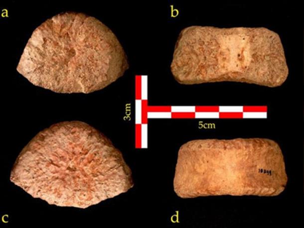 A top (a), rear (b), bottom (c) and front (d) view of the vertebra discovered at 'Ubeidiya.  Source: Dr. Alon Barash, Bar-Ilan University