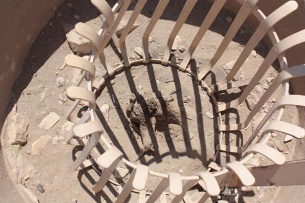 A tree in front of Hatshepsut's temple, claimed to have been brought from Punt by Hatshepsut's Expedition which is depicted on the Temple walls.