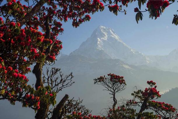 Himalayan mountains during the blossoming of rhododendrons, the primary flower needed for producing Mad Honey. (ggaallaa / Adobe Stock)