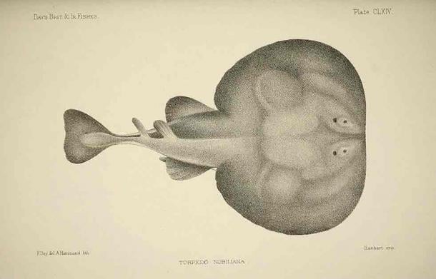 A type of electric ray, able to produce electric shocks. The ancient Greeks and Romans are thought to have used electric fish in their healing methods. (Public domain)