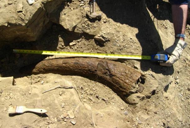 Did Humans Walk the Earth with Dinosaurs? Triceratops Horn Dated to 33,500 Years