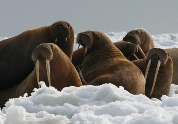 Walrus cows and yearlings (short tusks).