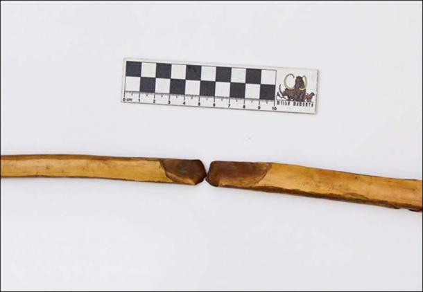 This weapon dated as 28,500 years old seems to have been a collapsible weapon for Arctic dwellers of the time. Pictures: Michil Yakovlev