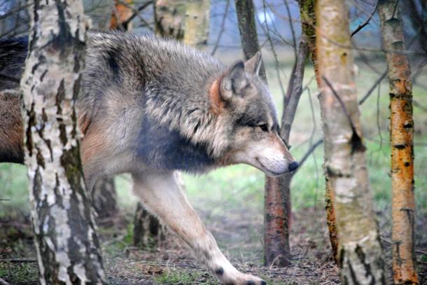 A wolf at the UK Wolf Conservation Trust.