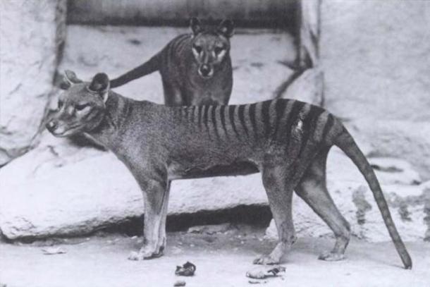 The wolf-like thylacine. (Public Domain)