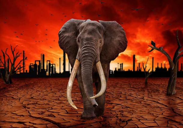The idea or goal behind the woolly mammoth hybrid is to help the environment because large herds of mammoths once broke up moss and knocked down trees. These new creatures may help to slow erosion and lower CO2 levels, says Colossal’s top scientist. (Anton / Adobe Stock)