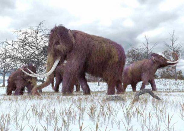 Una ilustración de una manada de mamuts lanudos pastando en las primeras heladas de la mañana. (auntspray / Adobe Stock)