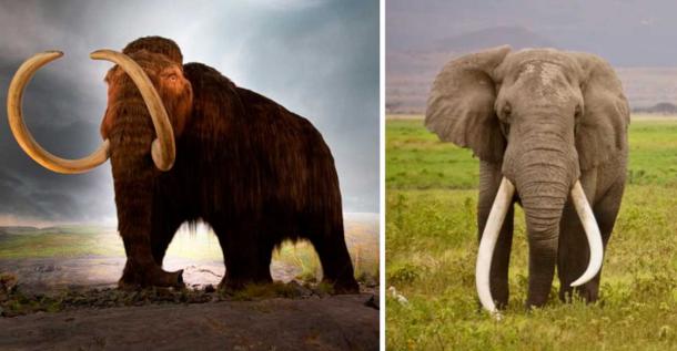 The woolly mammoth versus the elephant, similar mammal, with no hair. (Left; Thomas Quine/CC BY 2.0, Right; Public Domain)