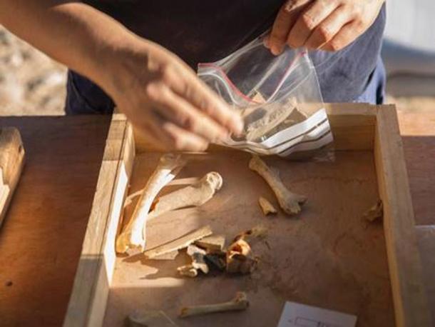 Volunteers at work in the archaeological excavation. Photographic credit: Yoli Shwartz, courtesy of the Israel Antiquities Authority.