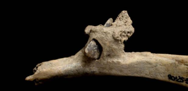 Flint arrowhead embedded in human rib bone.