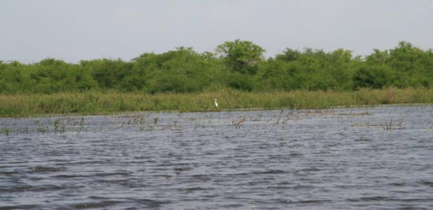 Crooked Tree Wildlife Sanctuary in Belize. 