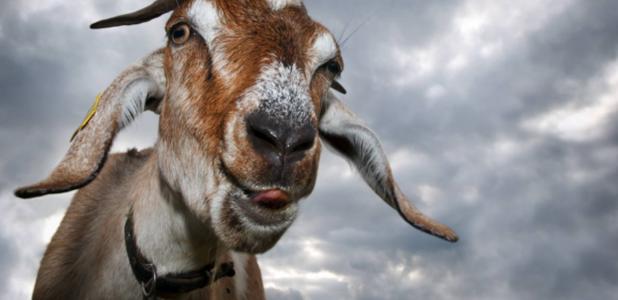Goat’s face with tongue out, ready to torture!
