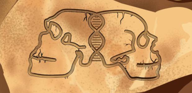 Artistic illustration of Neanderthal and Homo sapiens skulls.