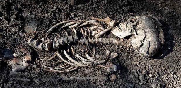 This close-up shot shows one of the Sigtuna Viking burials found north of Stockholm, Sweden. They are believed to be Christianized Vikings who lived about 1,000 years ago. 		