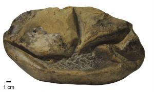 A side view of the Antarctica fossil of the giant egg. Source: Legendre et al. 2020 / University of Texas