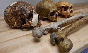 Study analyzed genus Homo fossils, some of which are shown in this image. Source: Dr. Manuel Will / Nature