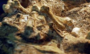 A. Sebida hand bones show this human ancestor’s grip was similar to a modern human’s.       Source: Peter Schmid, courtesy of Tracy Kivell/University of Kent