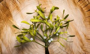 Mistletoe branch. Credit: Vera Kuttelvaserova / Adobe Stock.