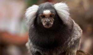 Monkeys Genetically Engineered with Human Brains! 
