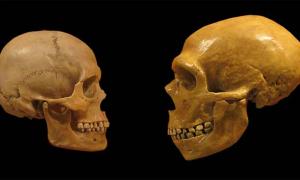Scientists Create Fully Functioning Neanderthal Mini Brain