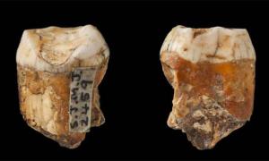Neanderthal Interbreeding with Humans Rampant on Jersey?