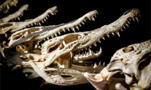 Representative image of crocodile skulls.      Source: Akkharat J./Adobe Stock