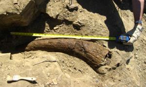 Triceratops Horn Dated to 33,500 Years