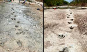 These rare dinosaur tracks were exposed to the light, as it were, by extreme dryness in a Texas riverbed gone dry. Source: Texas Parks & Wildlife Department