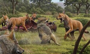 Somewhere in Southwestern North America during the late Pleistocene, a pack of dire wolves (Canis dirus) are feeding on their bison kill, while a pair of gray wolves (Canis lupus) approach in the hopes of scavenging. One of the dire wolves rushes in to confront the gray wolves, and their confrontation allows a comparison of the bigger, larger-headed and reddish-brown dire wolf with its smaller, gray relative. Source: Mauricio Antón/ Nature