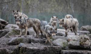 New Theory Links Dog Domestication And Excess Protein