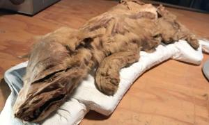 Mummified wolf-cub found in Yukon